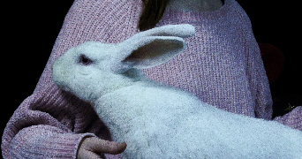 isabelle pet sitter à MAISONS ALFORT 94700_1