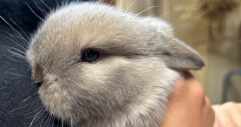 mélanie pet sitter à PARMAIN 95620_2