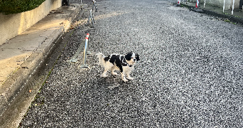 gina pet sitter à NICE 06000_2