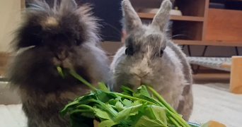 alexia pet sitter à BOUCAU 64340_3