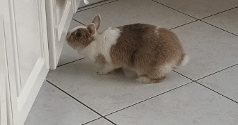 cassandre pet sitter à Bruz 35170_8