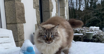 carla pet sitter à RENNES 35000_3
