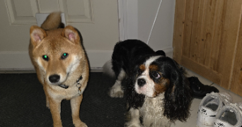 alex pet sitter à LIBOURNE 33500_8