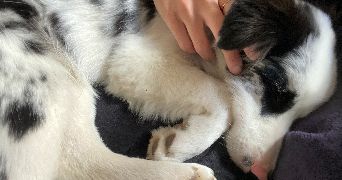 Élise  pet sitter à Rouvres en plaine 21110_2