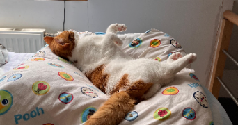 manon pet sitter à NIMES 30000_9