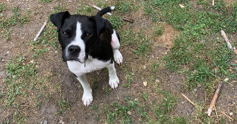 Cedric pet sitter à ST BEAUZIRE 63360_5