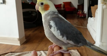 aude pet sitter à PARIS 06 75006_5