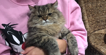 hanna pet sitter à VILLIERS SUR MARNE 94350_1