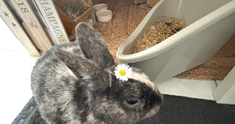 lorène pet sitter à ST NICOLAS 62223_0