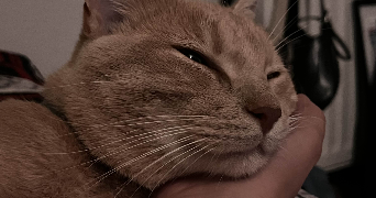 elea pet sitter à LE HAVRE 76610_4