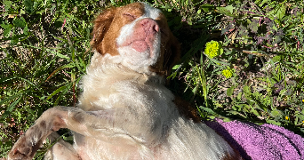 marlène pet sitter à Serignan 34410_3