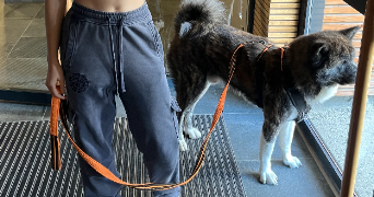 morgane pet sitter à EYBENS 38320_3