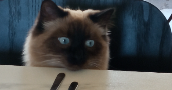 magali pet sitter à VAL DE VIRVEE 33240_7