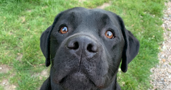 benjamin pet sitter à CAEN 14000_2