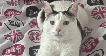 ines pet sitter à ORSAY 91400_3