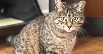 manon pet sitter à LE CHESNAY ROCQUENCOURT 78150_3