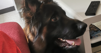 laëtitia pet sitter à CUGNAUX 31270_2