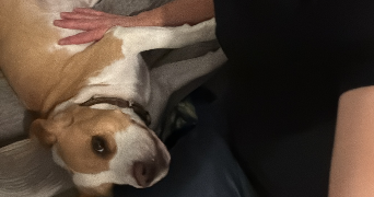 kevin pet sitter à FONTAINEBLEAU 77300_5