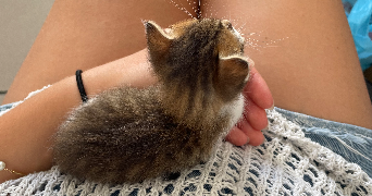 alice pet sitter à PARIS 05 75005_1