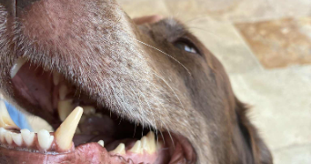 ines pet sitter à BEZIERS 34500_8