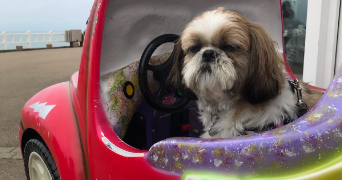 aurelien pet sitter à NEUILLY SUR SEINE 92200_1