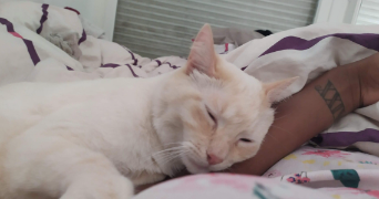 bénédicte pet sitter à CORBAS 69960_1