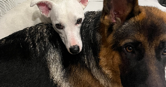 laura pet sitter à LA COMTE 62150_7