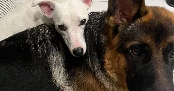 laura pet sitter à LA COMTE 62150