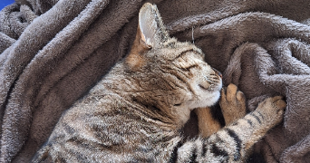 noémie pet sitter à TOURS 37100_2