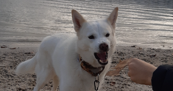 Mathilde pet sitter à ST NAZAIRE 44600_2