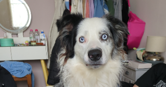 nadège dog sitter à FOSSEMAGNE 24210_1