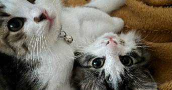 juliette pet sitter à SAUMUR 49400_7