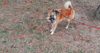 franck  pet sitter à Riorges 42153_9