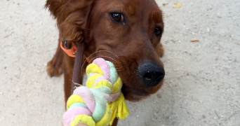 cassandra pet sitter à FONTENAY SOUS BOIS 94120_2