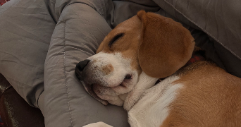 stéphanie  pet sitter à ST GERMAIN EN LAYE 78100_1