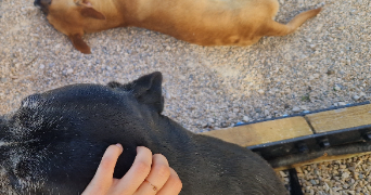 laure pet sitter à BESANCON 25000_3