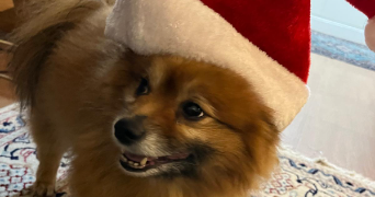 dune pet sitter à LILLE 59000_2