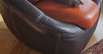 francoise  pet sitter à LYON 02 69002_4