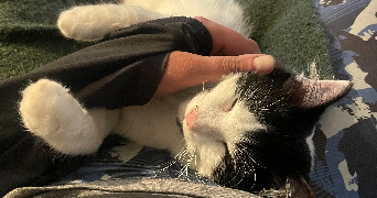 morgane pet sitter à VILLEFRANQUE 65700_1