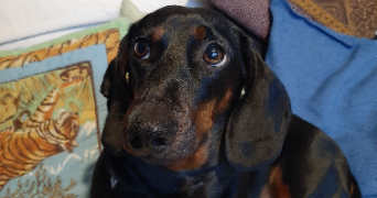 céléna pet sitter à MARANGE SILVANGE 57535_0