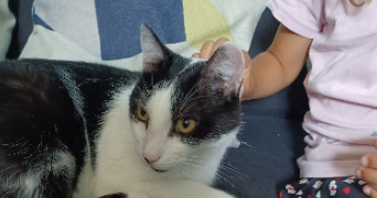 maria pet sitter à SARRE UNION 67260_4