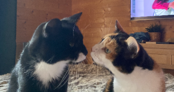 chloé pet sitter à PARIS 08 75008_2