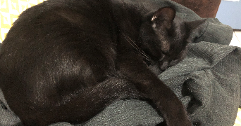 aldecinei pet sitter à MONTPELLIER 34000_10