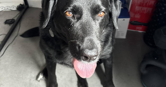 tessa pet sitter à VILLEURBANNE 69100_4