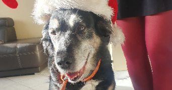 severine pet sitter à GEISPOLSHEIM 67118_3