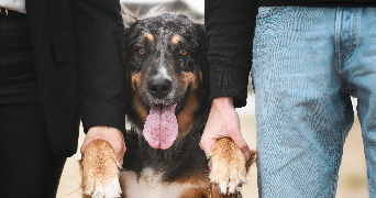 johana pet sitter à COUFFE 44521_8