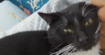 sandrine pet sitter à MEULAN EN YVELINES 78250_1