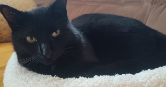 elisa pet sitter à PEYMEINADE 06530_5