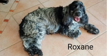 valérie pet sitter à Le Thor 84250_60