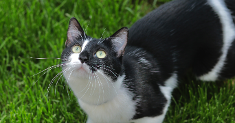 anaïs pet sitter à EPONE 78680_1